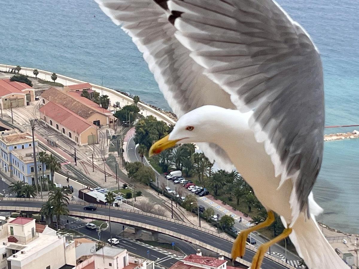 Puro Alicante 2